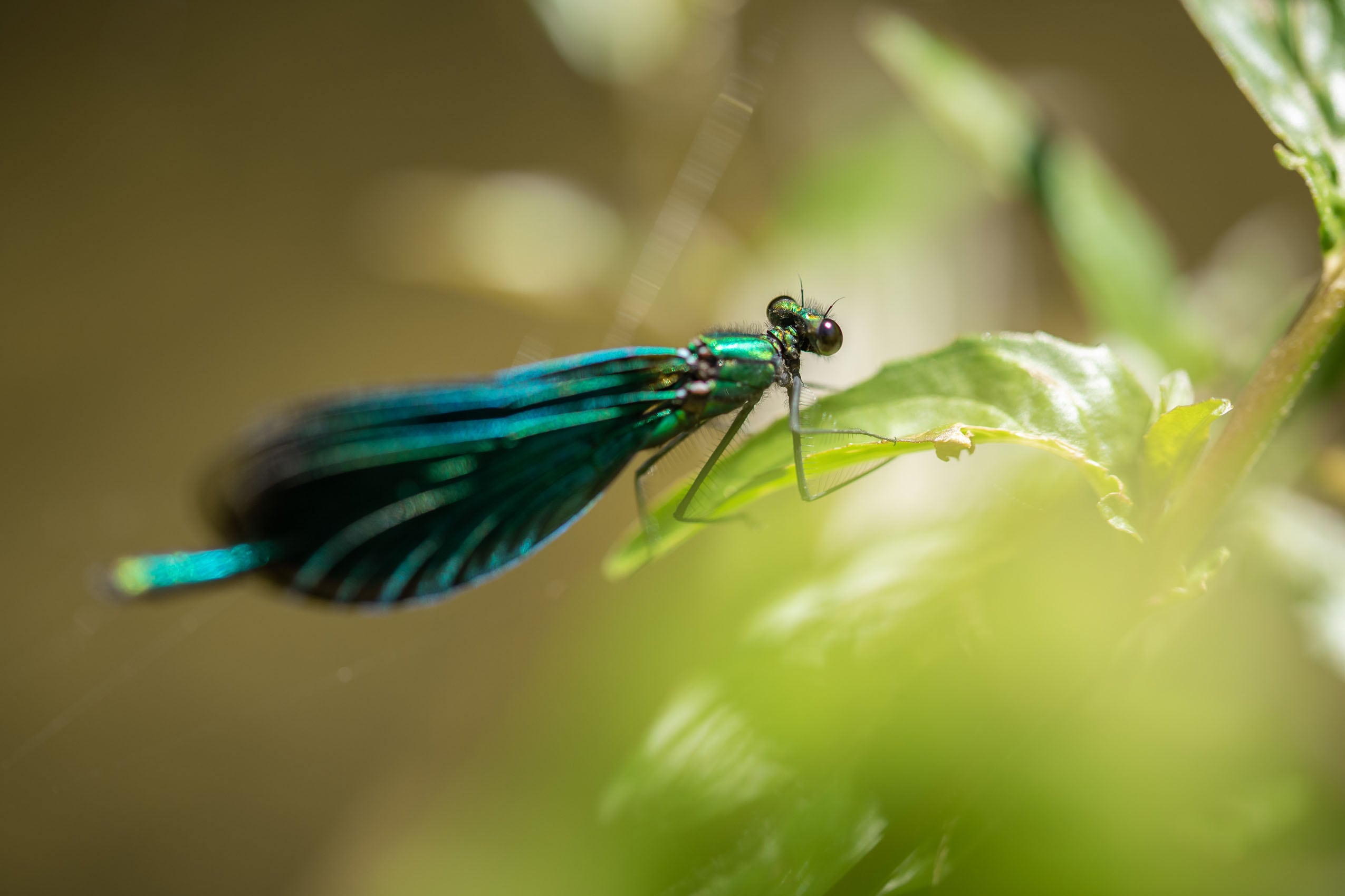 Männliche Blauflügel-Prachtlibelle