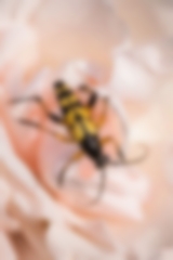 Gefleckter Schmalbock auf einer Rose