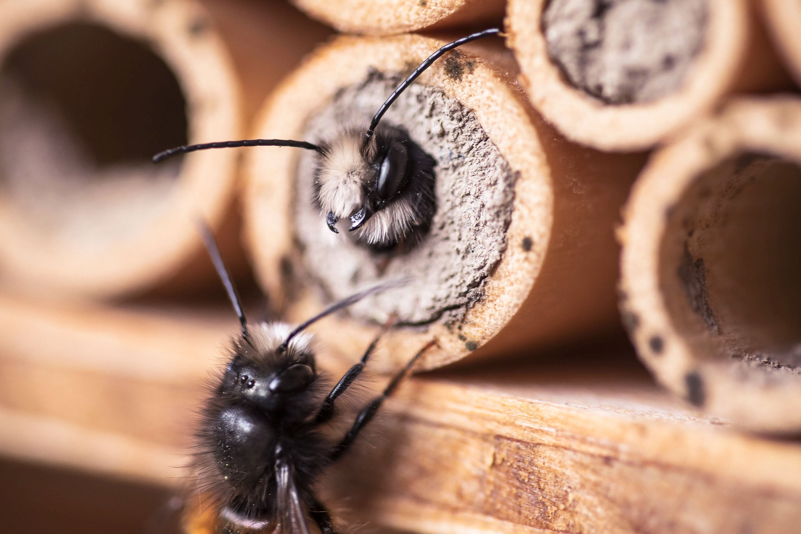 Junge Mauerbienen schlüpfen aus dem Bambusröhrchen