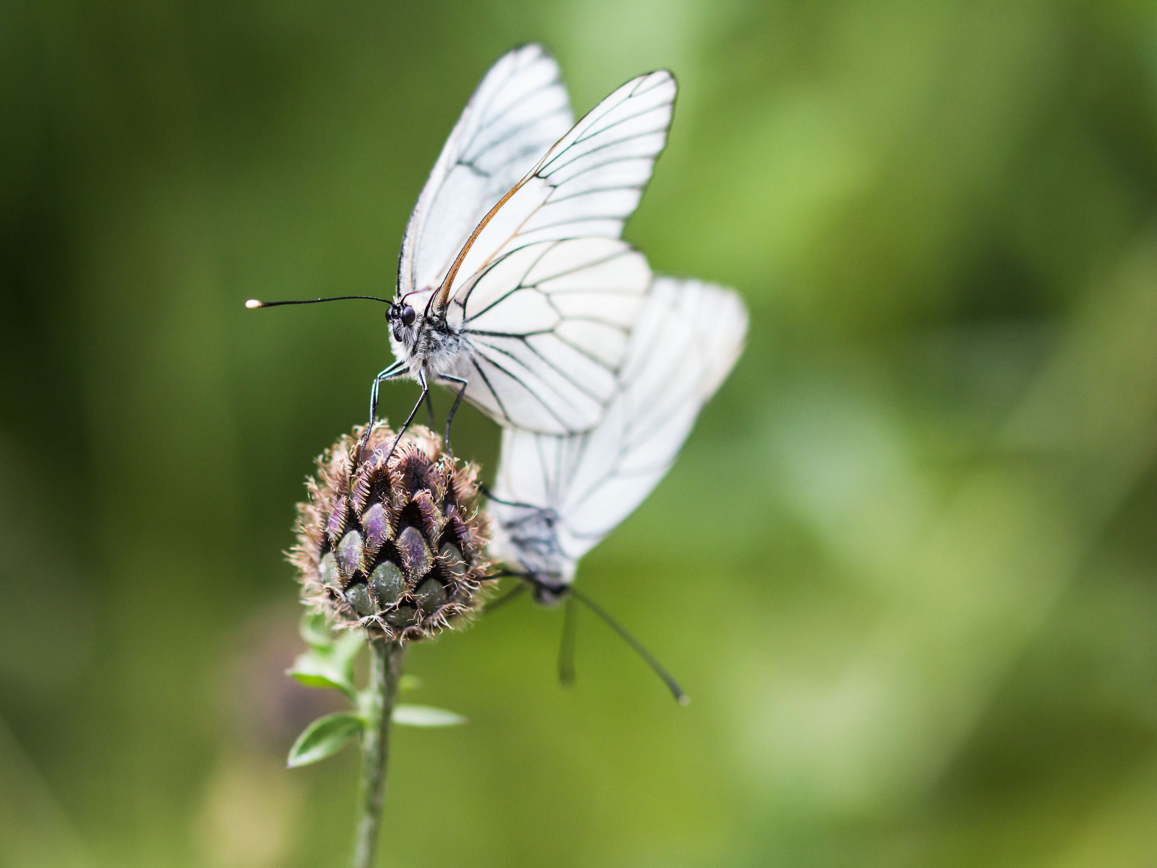 Baumweisslinge bei der Paarung