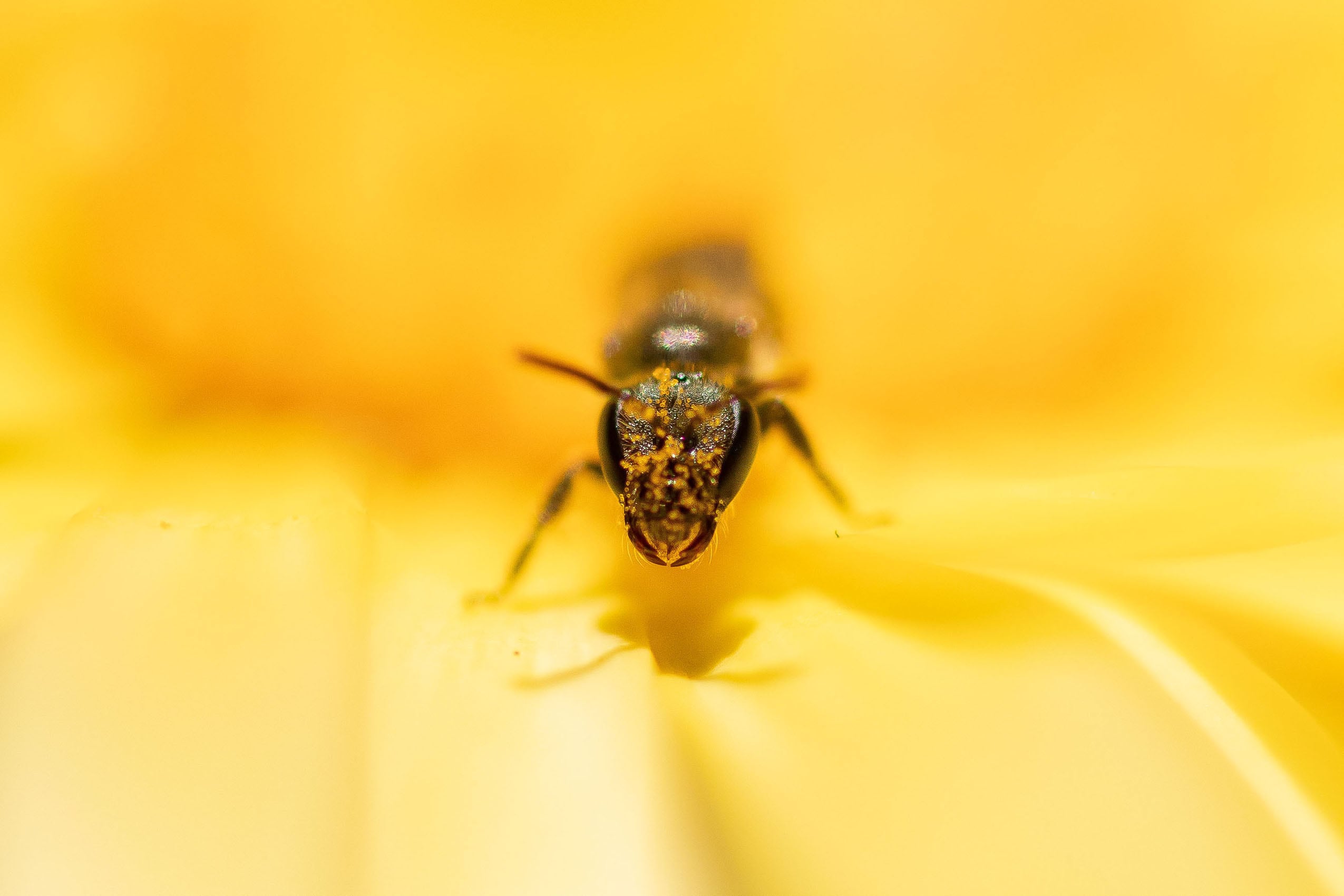 Schmalbiene auf einer Ringelblume