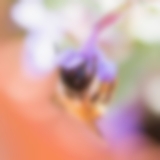 Mauerbiene an einer Katzenminze