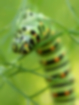 Schwalbenschwanz-Raupe auf einer Fenchelpflanze