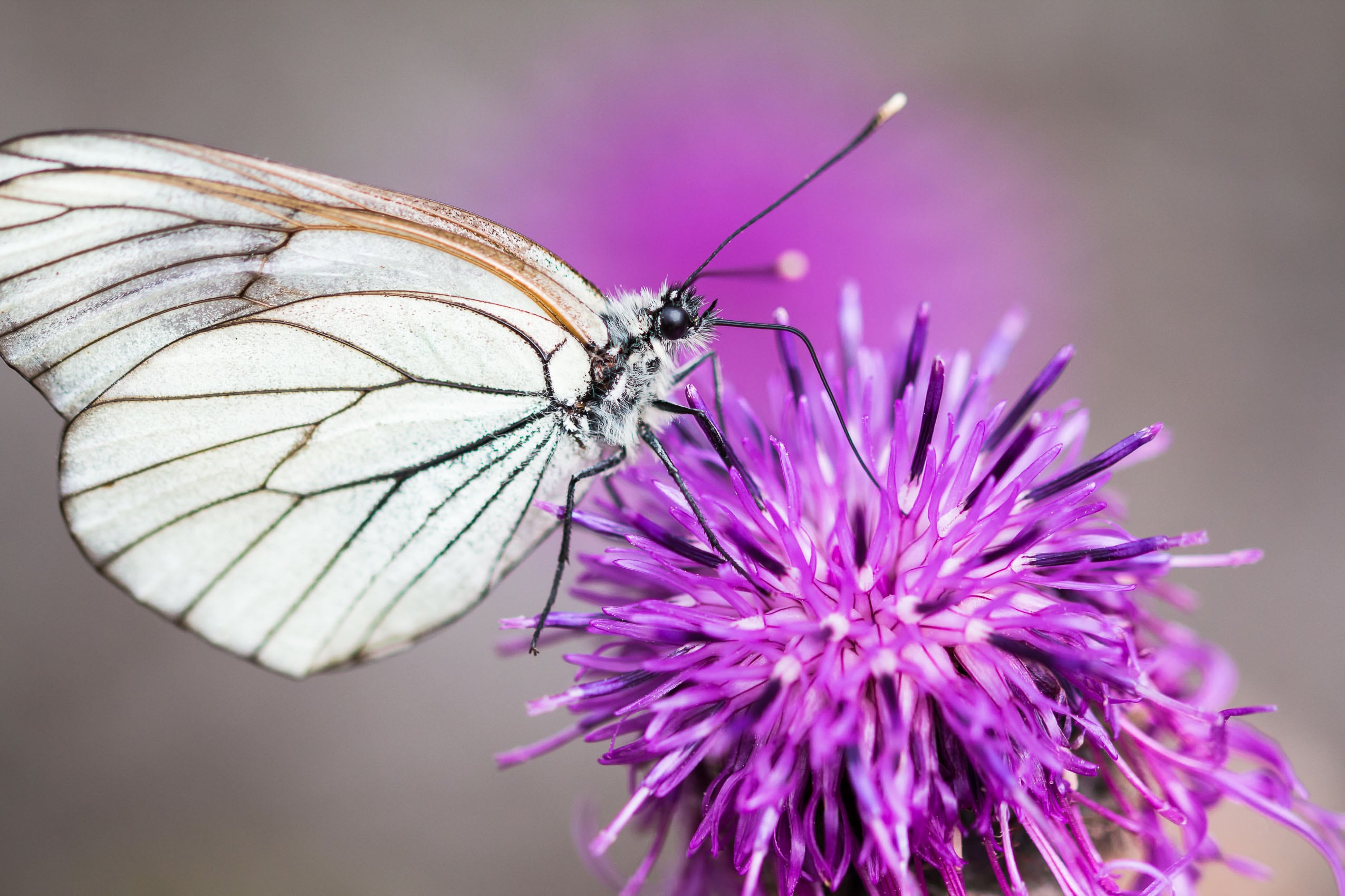 Baumweissling auf einer Skabiosen-Flockenblume