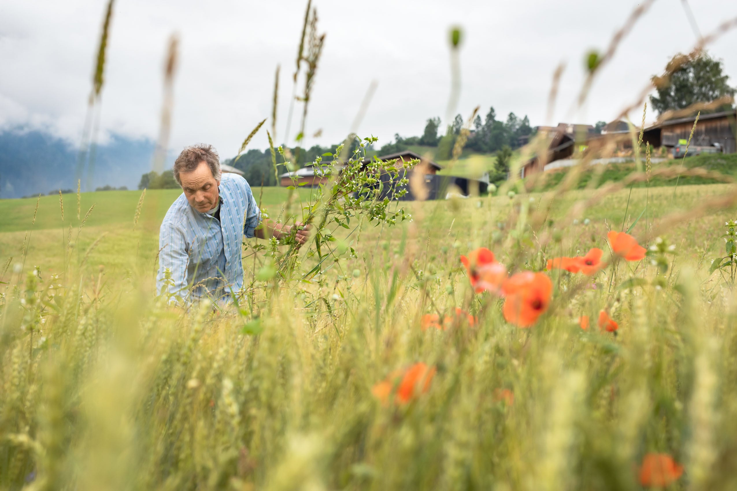 Bio-Bauer im Weizenfeld