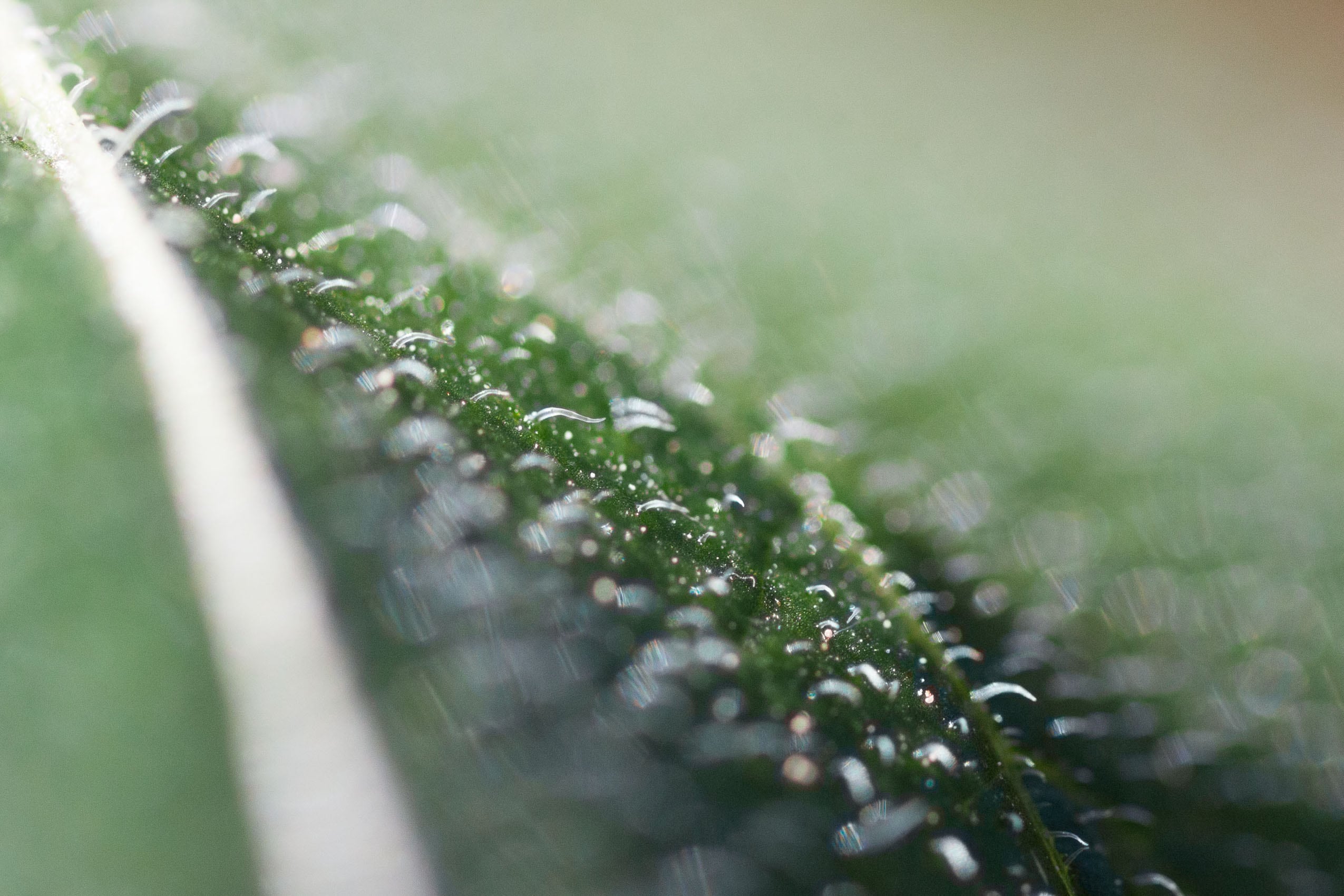 Nahaufnahme eines Kartoffelblattes