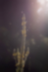 Königskerze im Gegenlicht