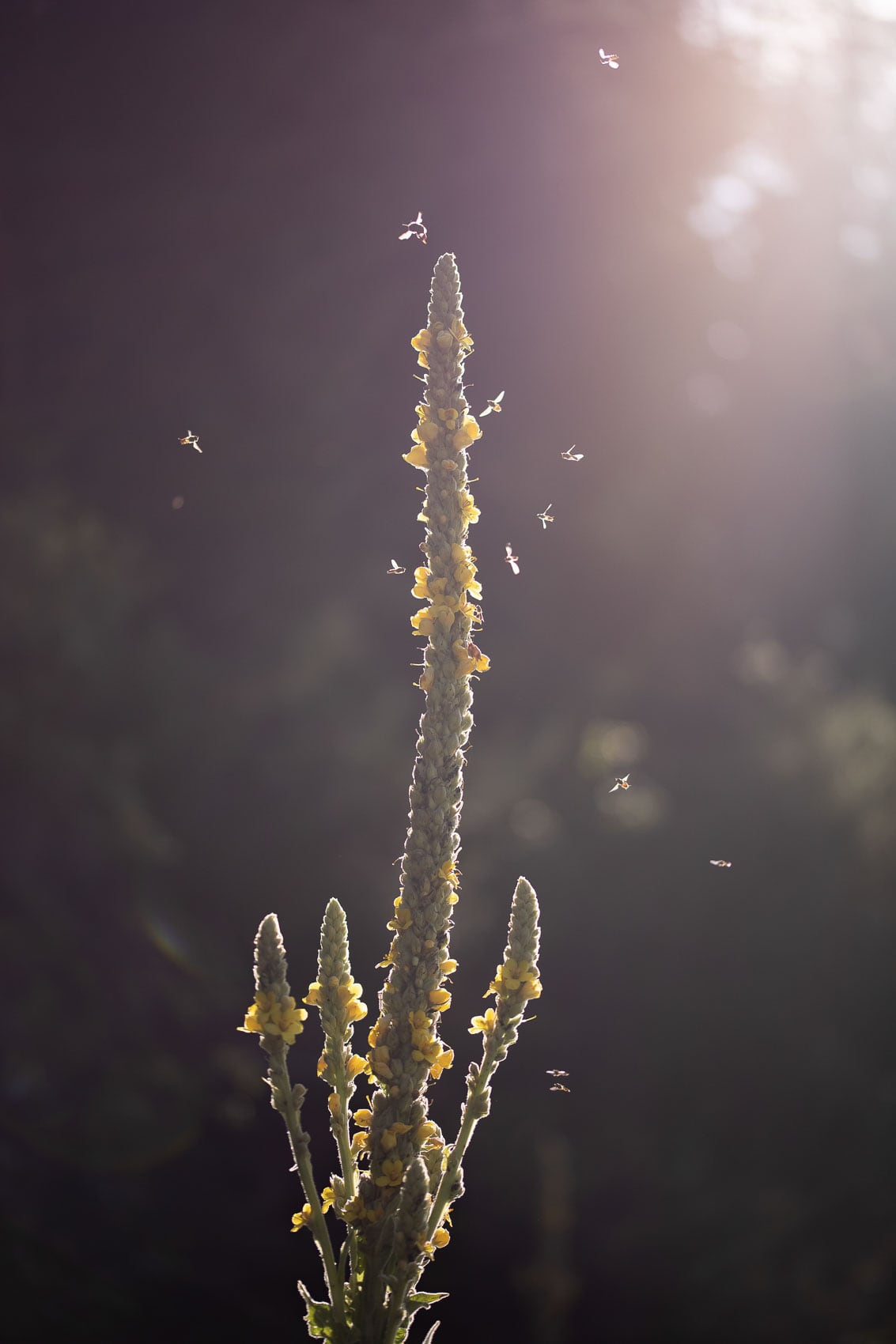 Königskerze im Gegenlicht