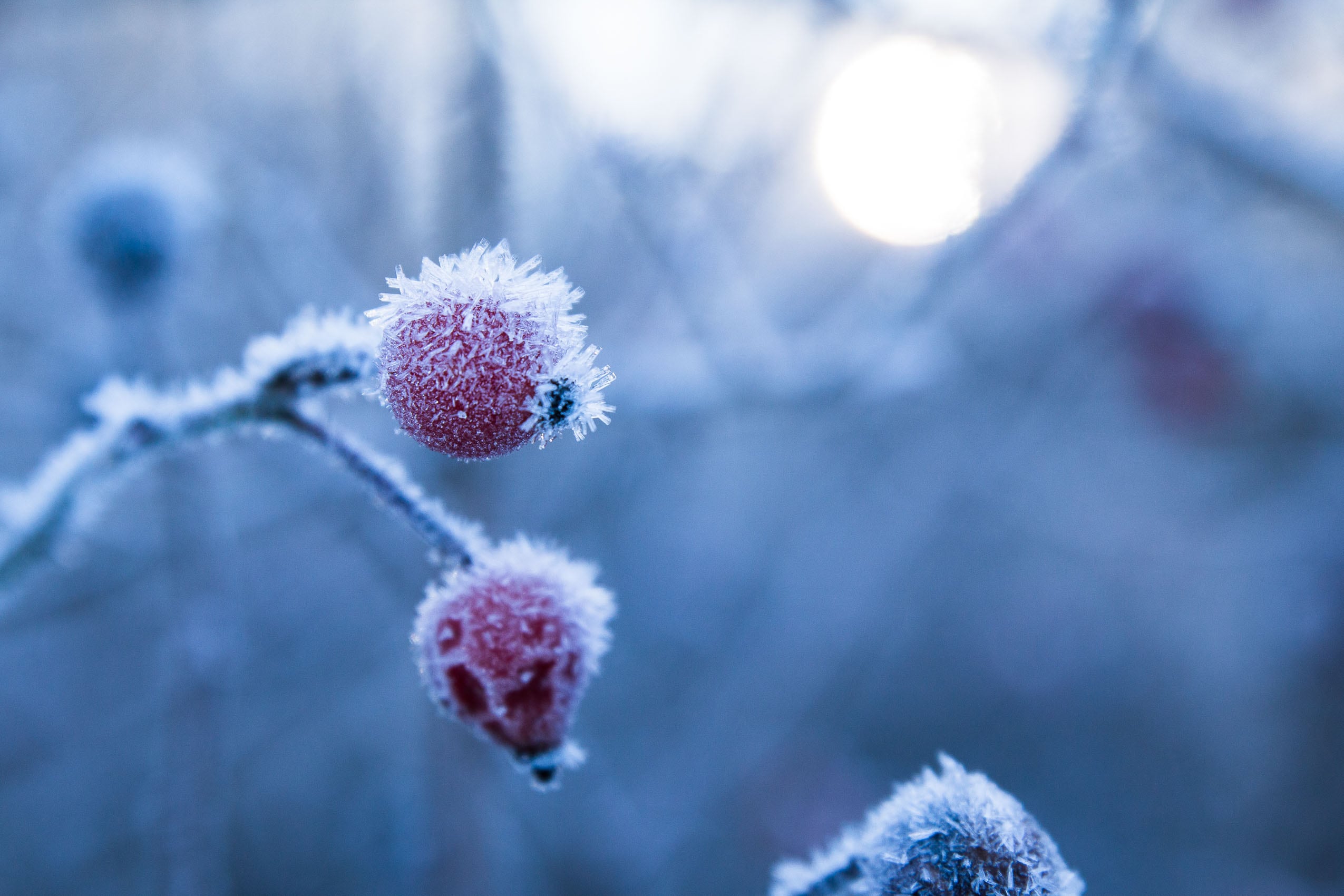 Raureif an Hagebutten