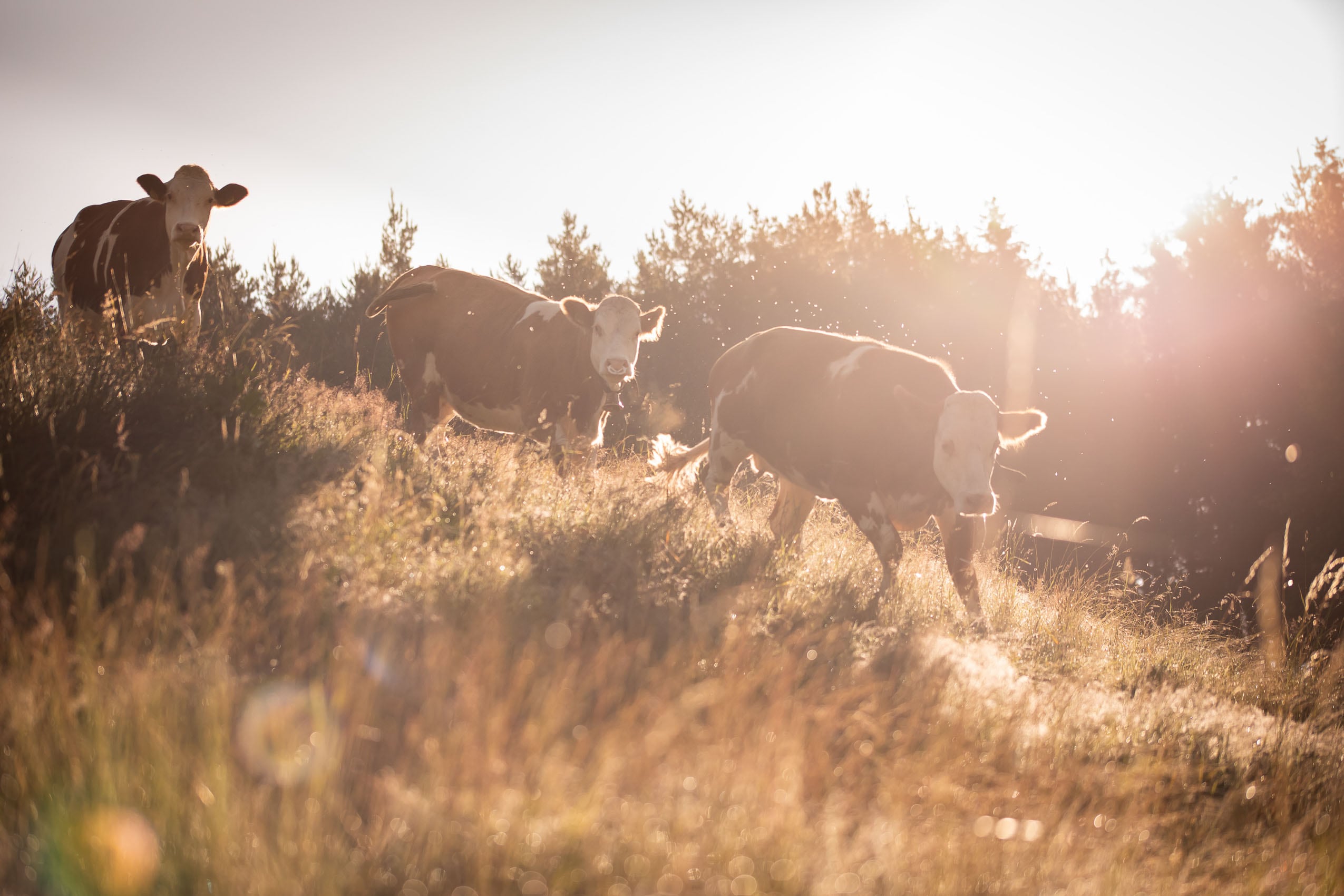 Kühe in der Morgensonne